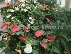 ассортимент растений для зимних садов и офисов – белый и красный антриум, оливы, кумкват, цикас