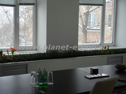 растения для офиса - комнатный газон