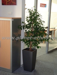 оформление офиса цветами - одиночное растение в кашпо геометрической формы